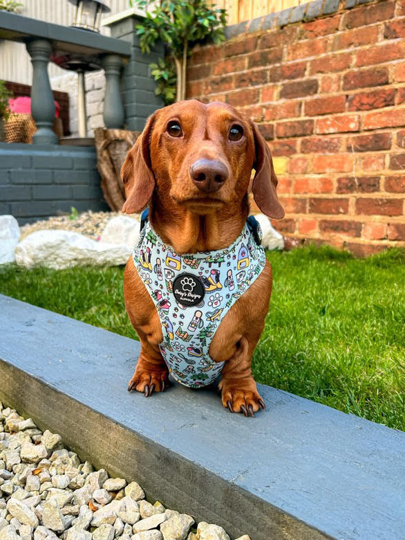 Pawventures’ Adjustable Dog Harness