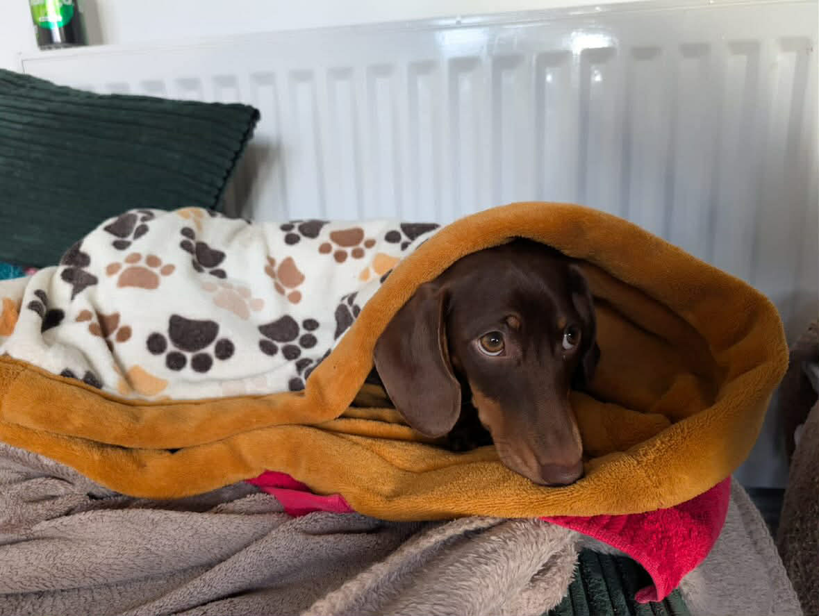 Snuggle Sacks