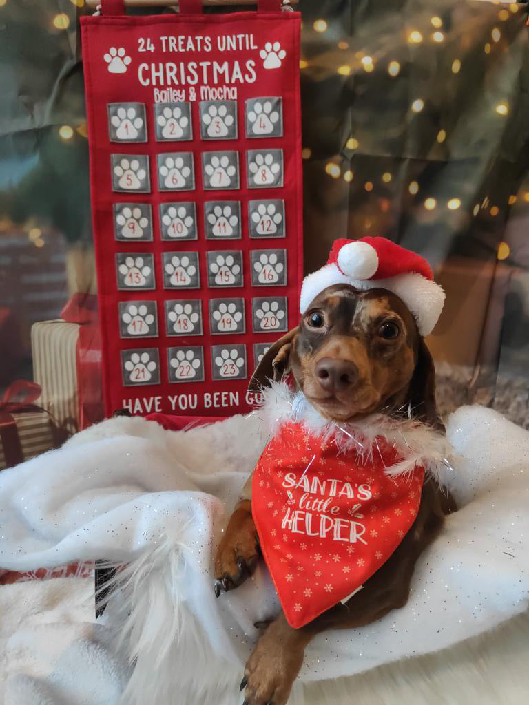 Dog Personalised Advent Calendar