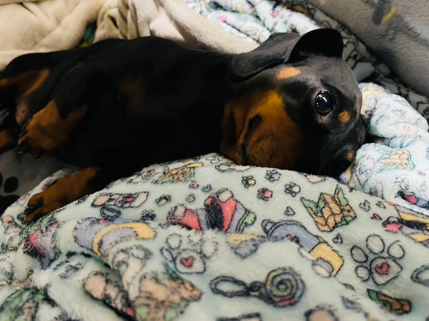 Pawventures Blanket – Handmade Comfort for Pawfect Naps