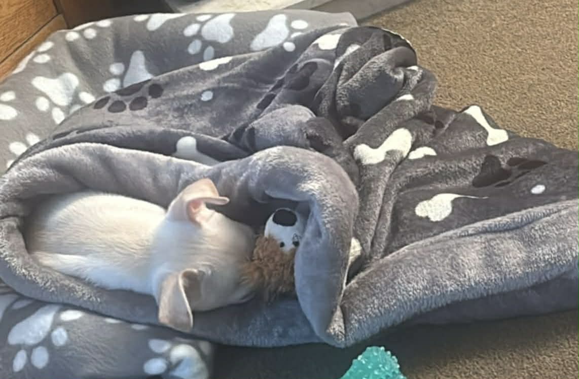 Snuggle Sacks